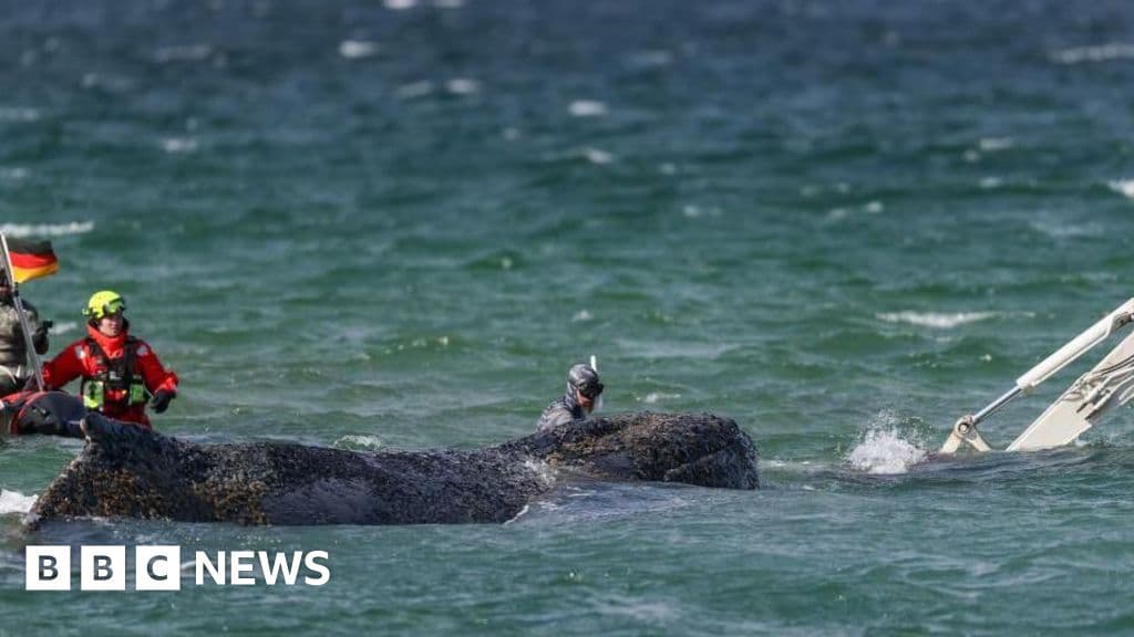 Rescuers attempt to save stranded humpback whale off German coast