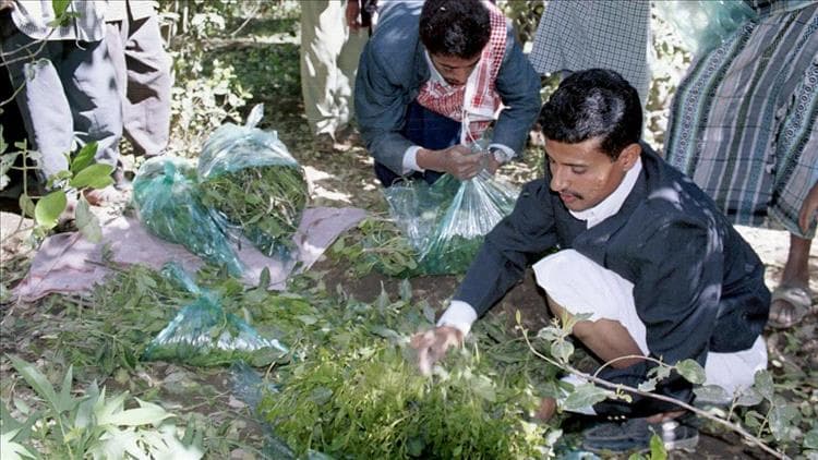 رجل أعمال يمني يراسل إبستين: تحويل القات إلى عصير