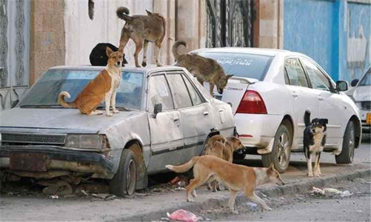 صحة الضالع تحذر من انتشار الكلاب الضالة وتطالب بتدخل عاجل