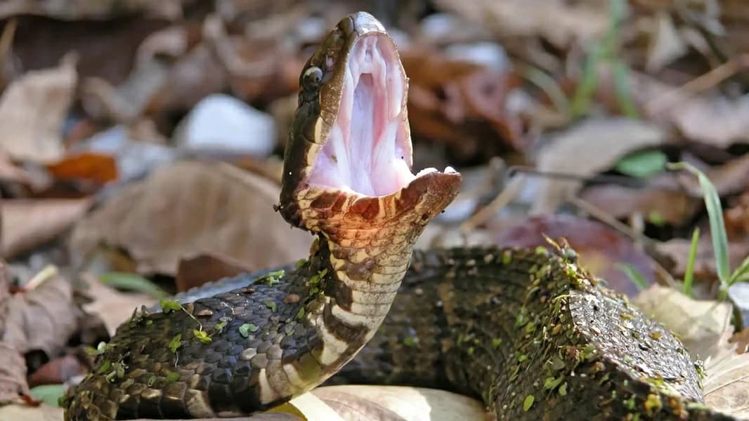 صرخة في شهر العسل تكشف مرضاً قاتلاً.. و«العريس» على جهاز تنفس بانتظار معجزة