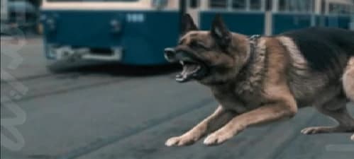 بعد «معاكسة» امرأة.. كلب يفجّر مشاجرة ويُسقط 11 شخصاً في مصر