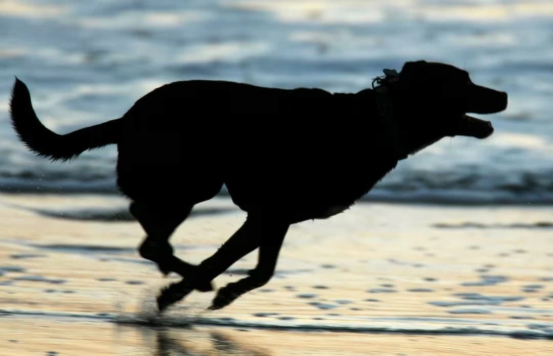 اكتشاف علمي جديد.. الكلاب رافقت البشر قبل الزراعة بآلاف السنين