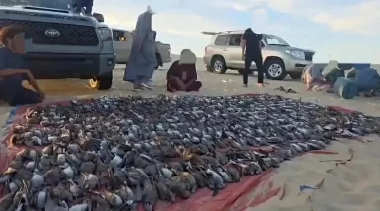 ظاهرة عربية.. الصيد الجائر يلتهم أسراب الطيور المهاجرة