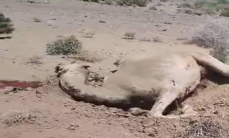 انفجار لغم يودي بحياة مواطن في المخا غربي تعز