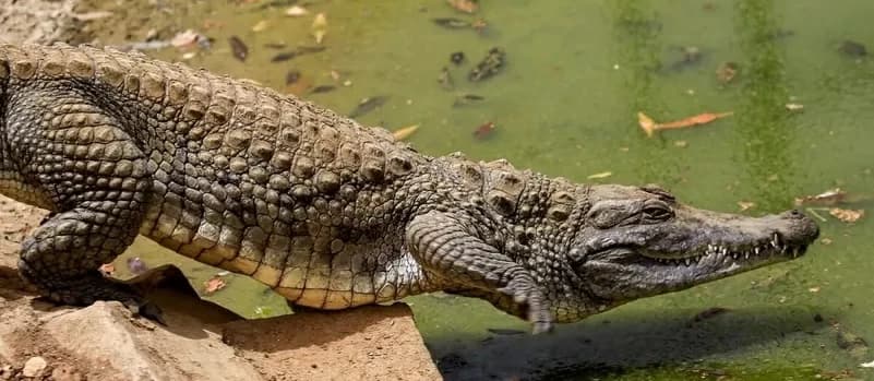 سوداني يلهو بتمساح وآخرون يرمونه بـ«الكلاشينكوف».. ماذا يحدث في النيل؟